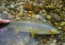  Fotografía de Pesca con Mosca de Salmo fario por Lukas Bauer – Fly dreamers