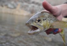 Luke Alder 's Fly-fishing Picture of a Brownie – Fly dreamers 