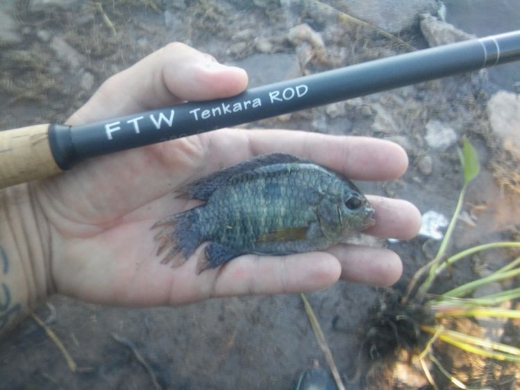 Chanchita con Tenkara que tomo una Soft Hackle en anzuelo 16.