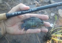  Captura de Pesca con Mosca de Chanchita por Juan Franco Menna – Fly dreamers