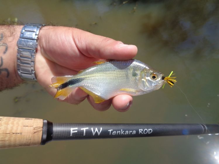 Mojarra con Tenkara que tomo una Fat Albert en anzuelo 16