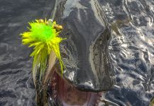 Kevin Feenstra 's Fly-fishing Image of a Muskie – Fly dreamers 