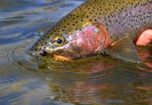  Imagen de Pesca con Mosca de Trucha arcoiris compartida por Michael Stack – Fly dreamers