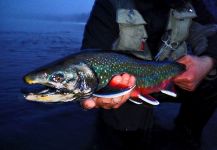 Fly-fishing Pic of Dolly Varden shared by Luke Metherell – Fly dreamers 