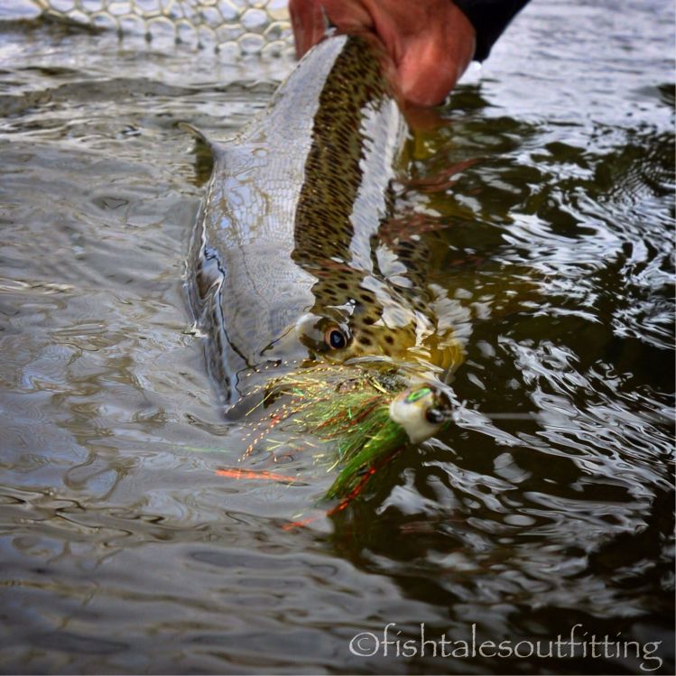 Good day to be #swingingstreamers #kiwisparkler @dropjawflies with @mt_kiwi thanks for the 