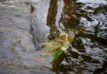  Fotografía de Pesca con Mosca de Salmo fario por Michael Stack – Fly dreamers 