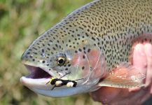  Fotografía de Pesca con Mosca de Trucha arcoiris compartida por Estancia Laguna Verde – Fly dreamers