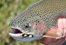 Fly-fishing Photo of Rainbow trout shared by Estancia Laguna Verde – Fly dreamers 