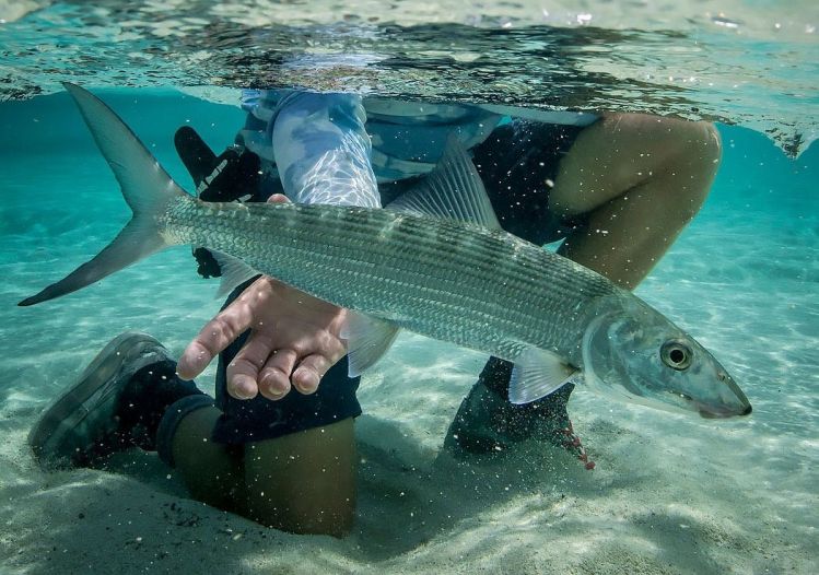 Beautiful release . Alphonse island bonefish .