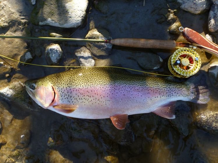 Big rainbow from the river Möll in Austria!