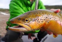  Foto de Pesca con Mosca de Trucha marrón compartida por Luke Alder – Fly dreamers