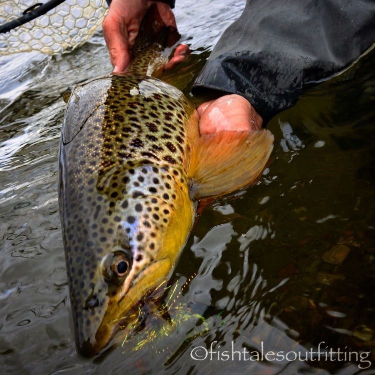 Getting 'em !#browntrout #bugslingin #streamereater #kiwisparkler @mt_kiwi #fishtalesoutfitting @dropjawflies