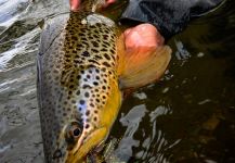  Foto de Pesca con Mosca de Salmo trutta compartida por Michael Stack – Fly dreamers