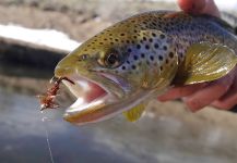  Imagen de Pesca con Mosca de Salmo trutta por Luke Alder – Fly dreamers