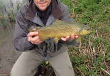 Giampiero Patrizi 's Fly-fishing Image of a brown trout – Fly dreamers 