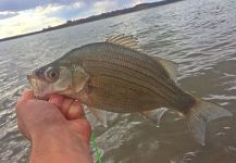 Max Sisson 's Fly-fishing Photo of a White Bass – Fly dreamers 