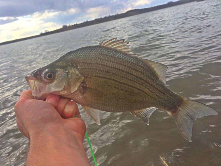 Nice white bass from this afternoon