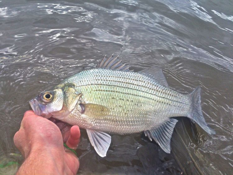 Sunday evening white bass