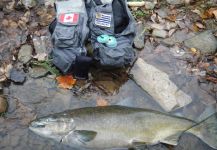 salmones chinook con buggers en el credit river de toronto