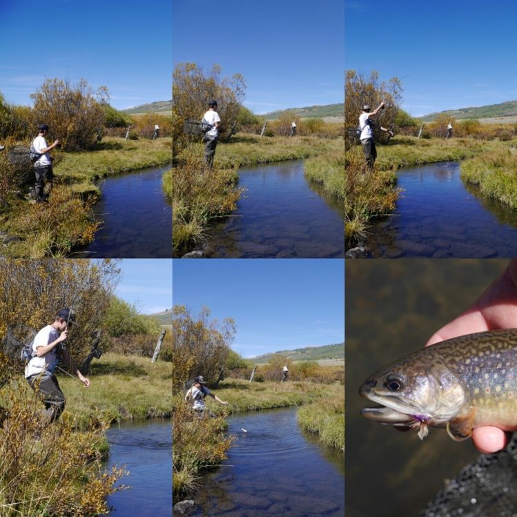 Stalking brook trout on a high meadow creek.