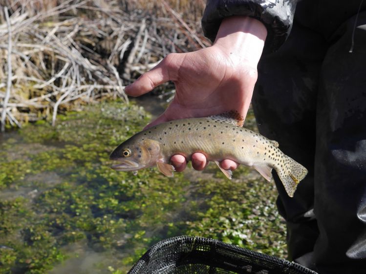 Spent Wednesday of last week fishing wild cutthroat in beaver ponds. Great fun. I really like the way Bonnevilles look.