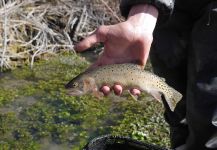  Fotografía de Pesca con Mosca de Native trout por Luke Alder – Fly dreamers