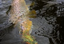 Michael Stack 's Fly-fishing Picture of a European brown trout – Fly dreamers 