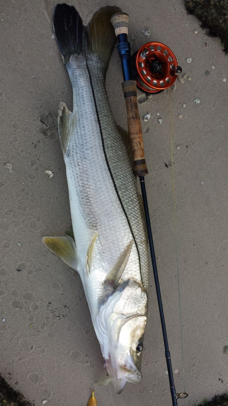 30 inch snook on 7wt...woohoo...plus 2 20 inches...they starting to show!!