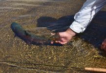 DIEGO COLUSSI 's Fly-fishing Pic of a Rainbow trout – Fly dreamers 