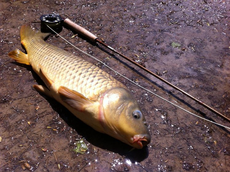 Carp on the fly. Golden bones of Colorado.