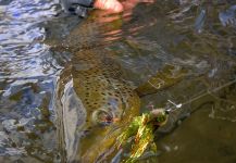  Fotografía de Pesca con Mosca de Trucha marrón por Michael Stack – Fly dreamers 