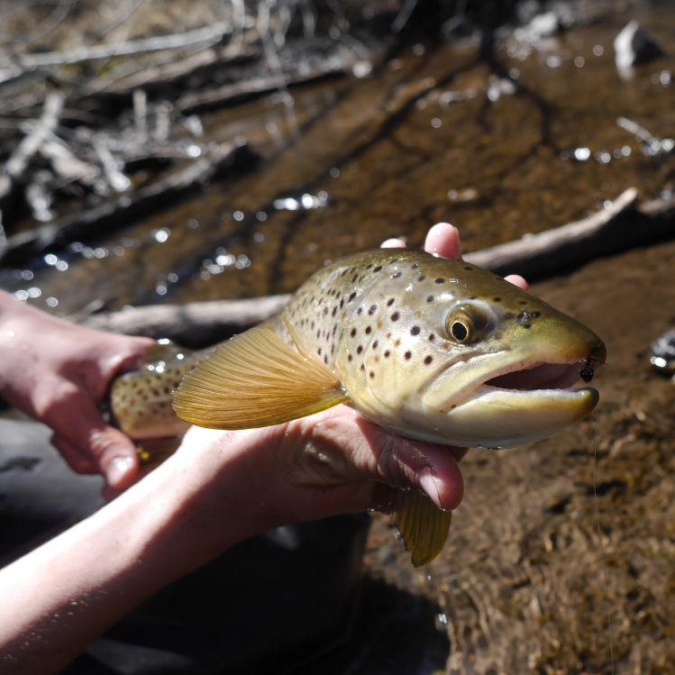 This guy was eating nymphs in a riffle that was about 6 inches deep. First cast, he nailed a stonefly nymph. And that wasn't the only time that happened. Great river and never seen another soul on it.