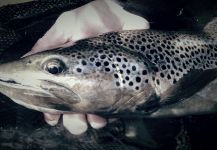  Foto de Pesca con Mosca de Salmo fario por Stephane Geraud – Fly dreamers 