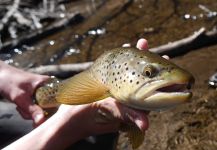  Fotografía de Pesca con Mosca de Salmo fario compartida por Luke Alder – Fly dreamers