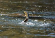  Fotografía de Pesca con Mosca de Trucha arcoiris por Fly Fishing Outfitters – Fly dreamers 