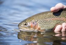  Imagen de Pesca con Mosca de Trucha arcoiris compartida por Fly Fishing Outfitters – Fly dreamers