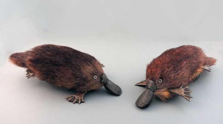 A couple of floating Platypus.