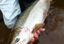 Fly-fishing Photo of Steelhead shared by Nate Fritts – Fly dreamers 