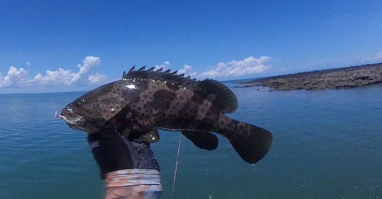 small estuary cod 