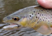  Fotografía de Pesca con Mosca de Salmo fario por Luke Alder – Fly dreamers