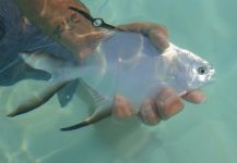  Imagen de Pesca con Mosca de Pómpano Africano - Threadfin Trevally compartida por Juan Franco Menna – Fly dreamers