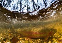 Fly-fishing Photo of Steelhead shared by Kevin Feenstra – Fly dreamers 