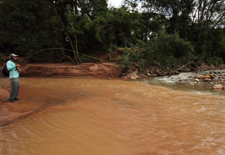 Espectacular pelea en el río dorado