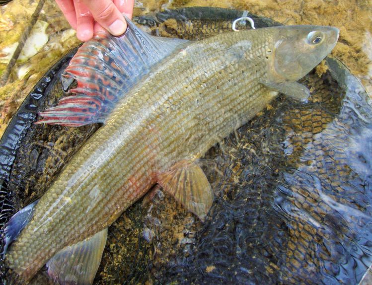 Beautiful Grayling