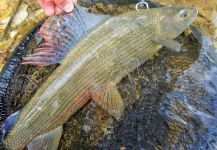 BERNET Valentin 's Fly-fishing Photo of a Lady of the river – Fly dreamers 