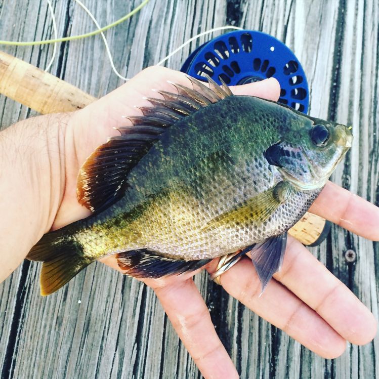 Panfish / Bream 