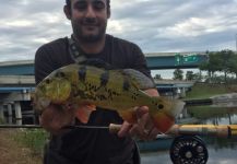 Caio  Junqueira 's Fly-fishing Picture of a Peacock Bass – Fly dreamers 