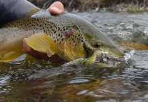 Michael Stack 's Fly-fishing Picture of a Salmo trutta – Fly dreamers 