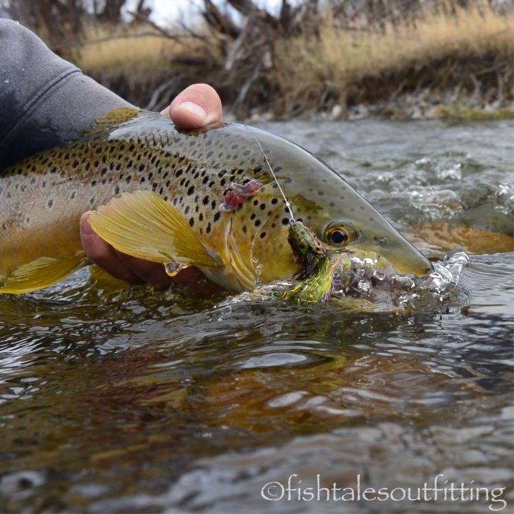 Taking advantage of the awesome weather and the killer bite! @dropjawflies #kiwisparkler #browntrout #dropjawflies #winstonrods #flyfishmontana #fishtalesoutfitting