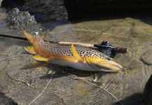  Imagen de Pesca con Mosca de Salmo fario compartida por Rudy  Babikian – Fly dreamers